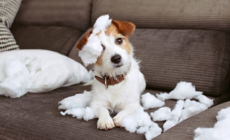 Chien sur le canapé qui a déchiqueté un coussin