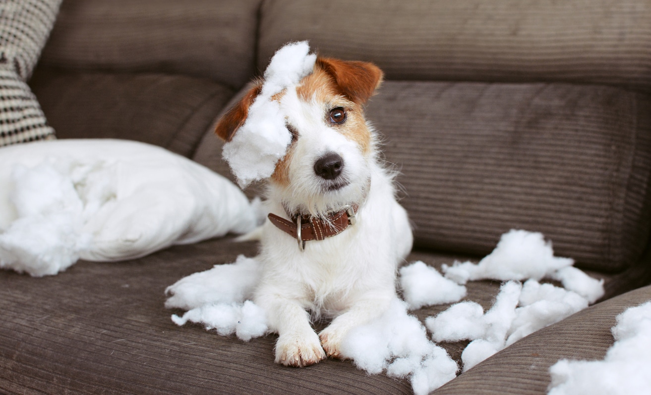 Chien sur le canapé qui a déchiqueté un coussin