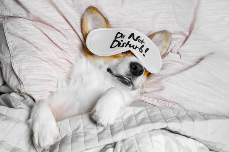 Chien qui dort sous la couette avec loup sur les yeux