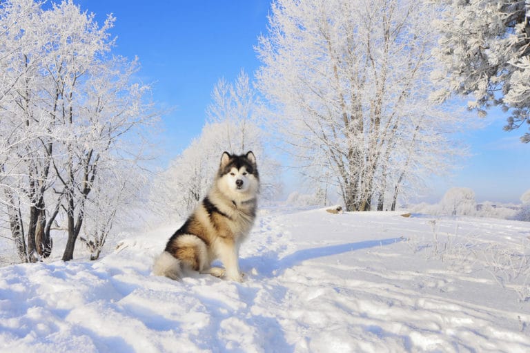Chien Malamute assis dans un magnifique paysage enneigé