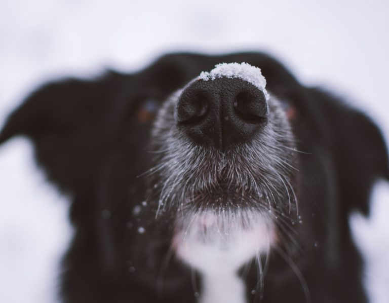 zoom sur la truffe d'un chien recouverte de neige