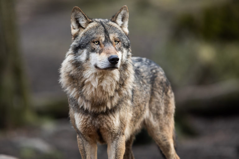 portrait d'un loup