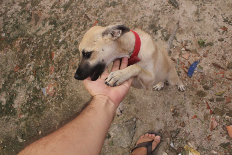 petit chiot qui saute sur une personne