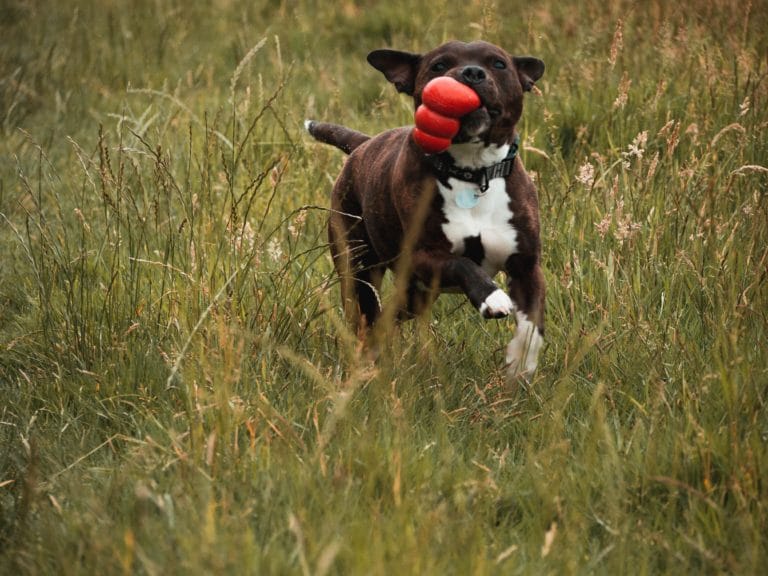 Chien en train de courir avec un Kong dans la gueule