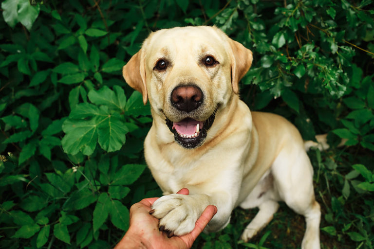Chien donnant la patte