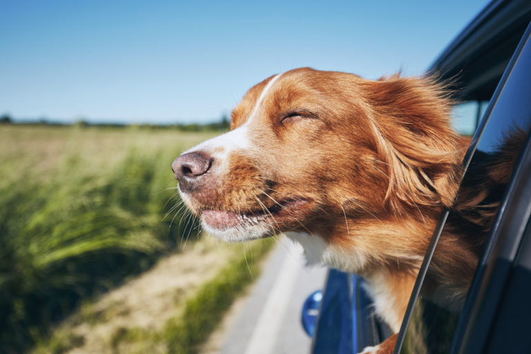 Chien en voiture, la tête par la fenêtre