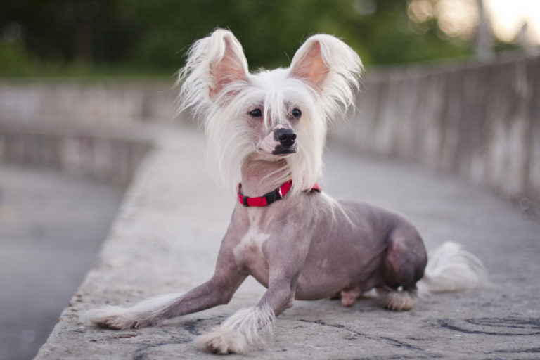 Chien chinois couché avec un collier rouge