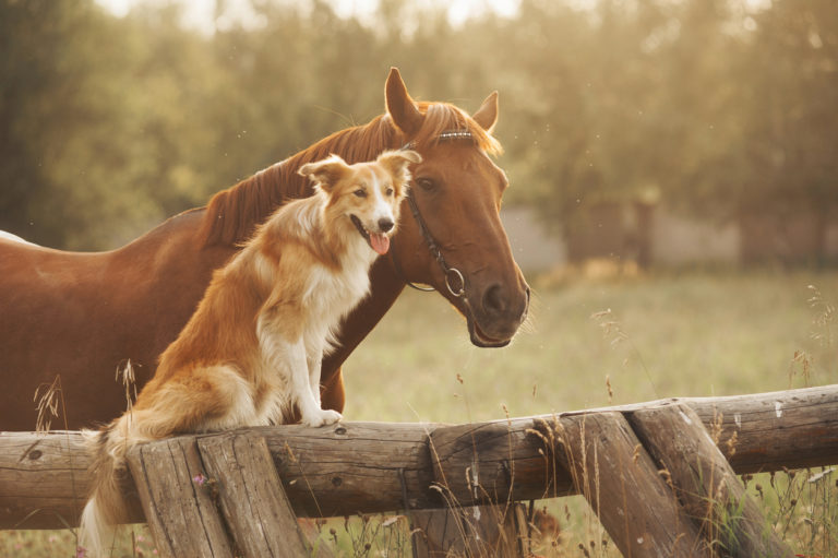 Chien assis sur une barrière en bois avec un cheval à côté