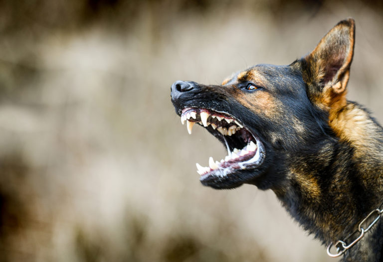 Portrait d'un chien agressif