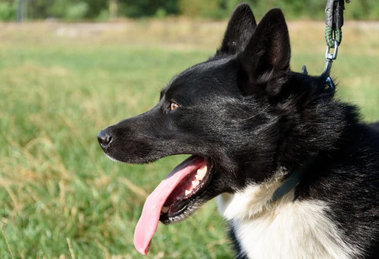 Chien de profil tirant la langue