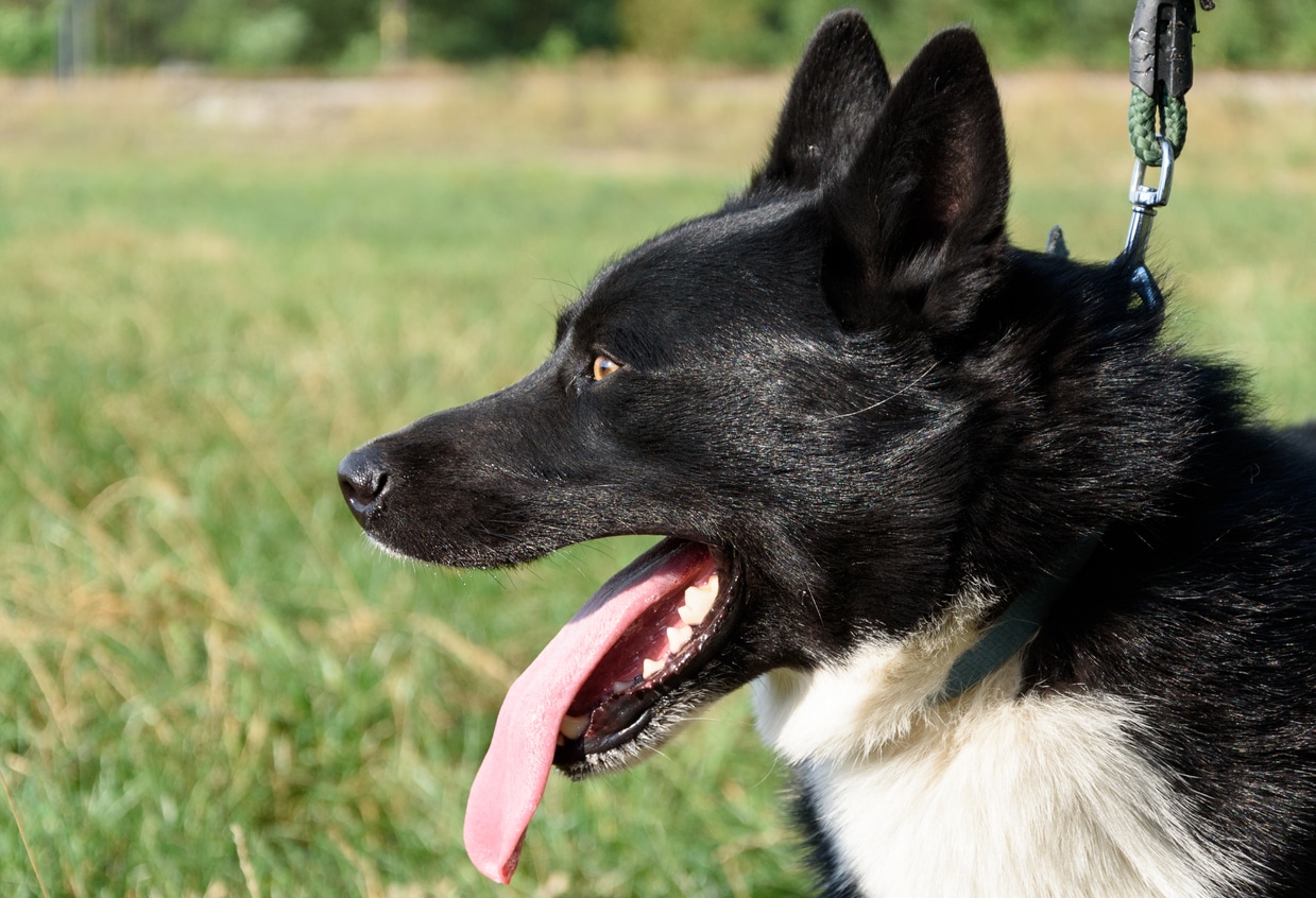 Chien de profil tirant la langue