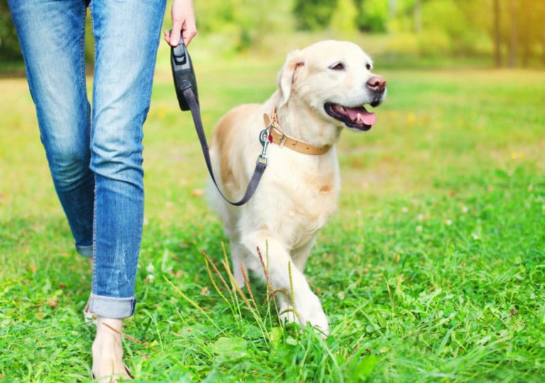 Chien en promenade avec sa maîtresse