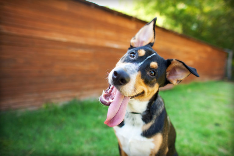 Chien qui tourne la tête la langue sur le côté
