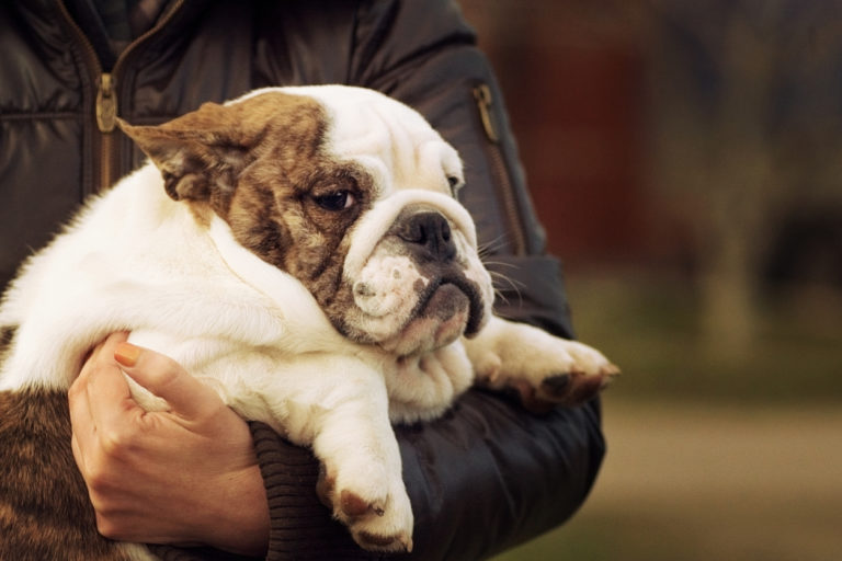 Bulldog Anglais dans les bras de son maître