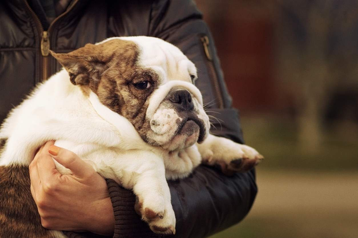 Bulldog Anglais dans les bras de son maître