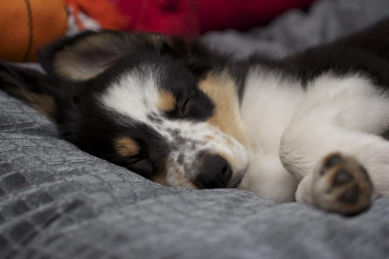 Petit chiot en train de dormir dans son matelas