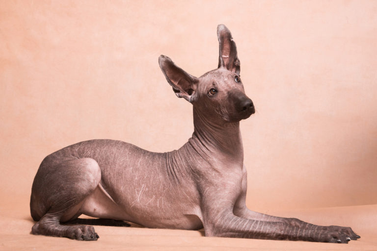 chien de race Xoloitzcuintli