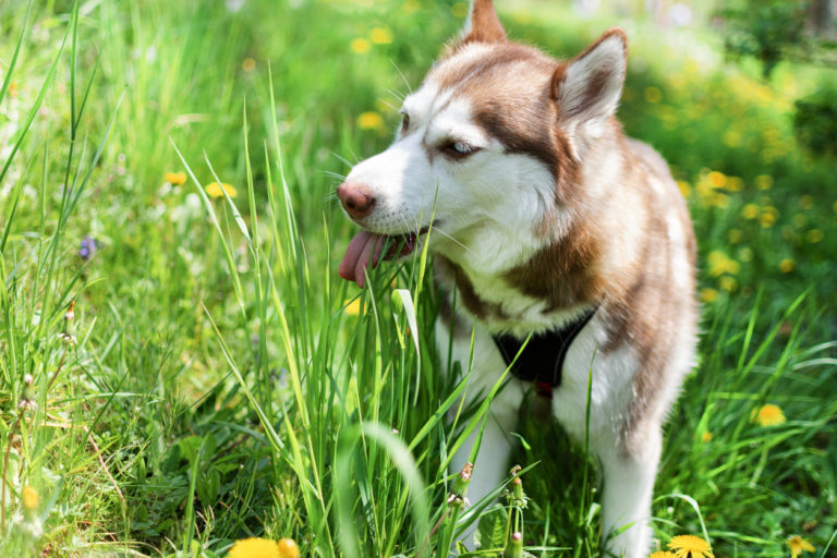 chien husky en train de manger de l'herbe
