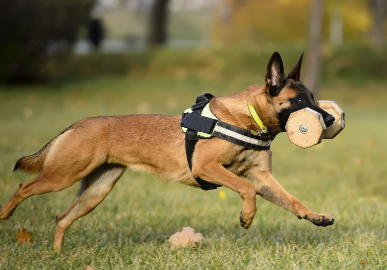 chien malinois avec un harnais
