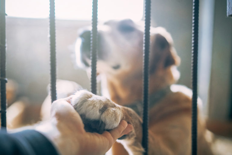 chien dans un refuge qui pose sa patte dans la main d'un homme