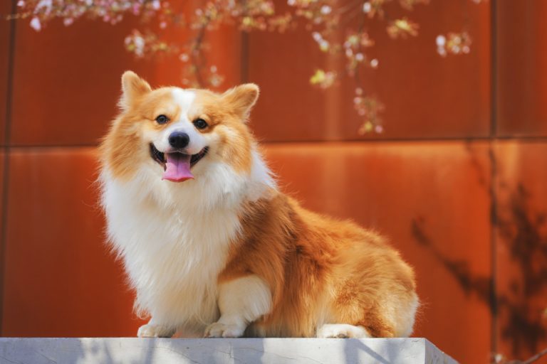 chien corgi sur fond orange