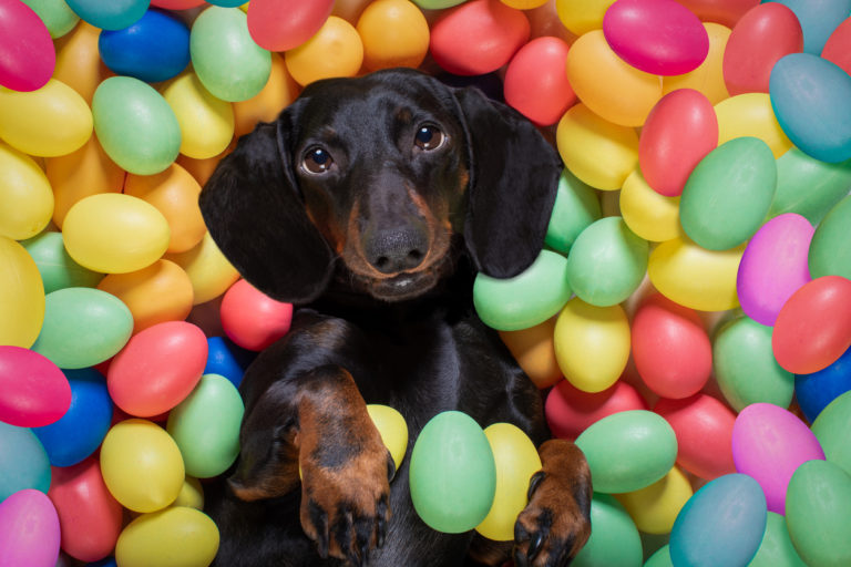 chien couché dans les oeufs de Pâques