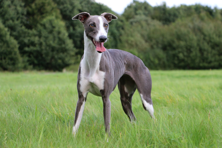 Whippet gris debout dans l'herbe