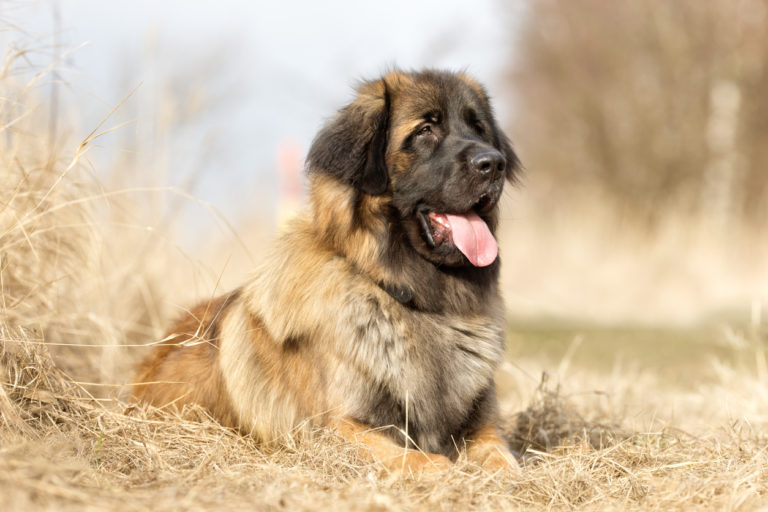 Leonberg couché