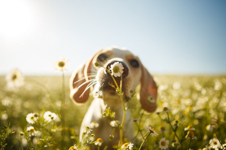Chien flairant une fleur dans un champs
