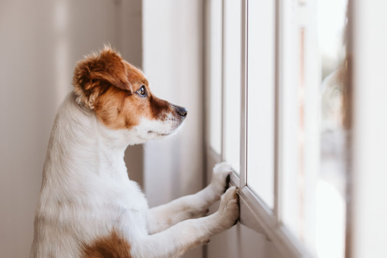 Chien regardant par la fenêtre