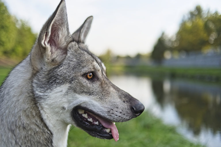 Portrait chien loup