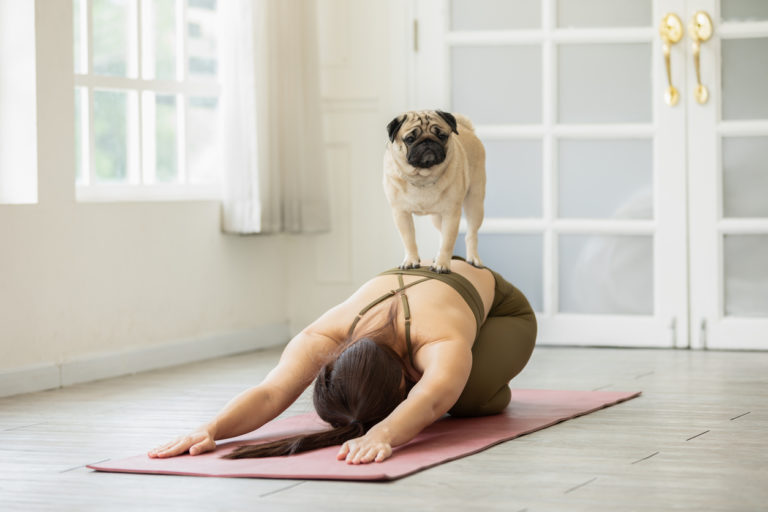Chien Carlin sur le dos de sa maîtresse qui est en train de faire du yoga