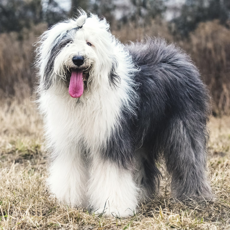 Chien Bobtail gris et blanc