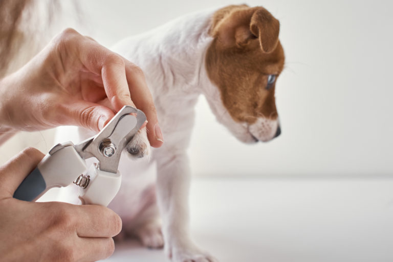 Chiot en train de se faire couper les griffes