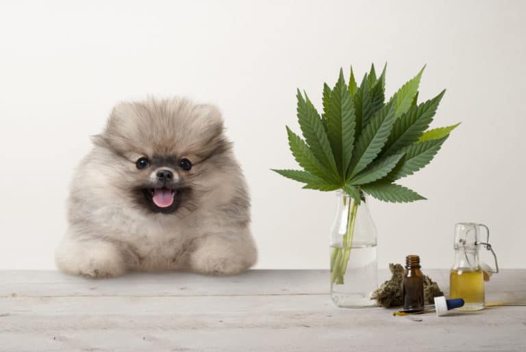 Petit chien avec feuilles de cannabis et huiles essentielles