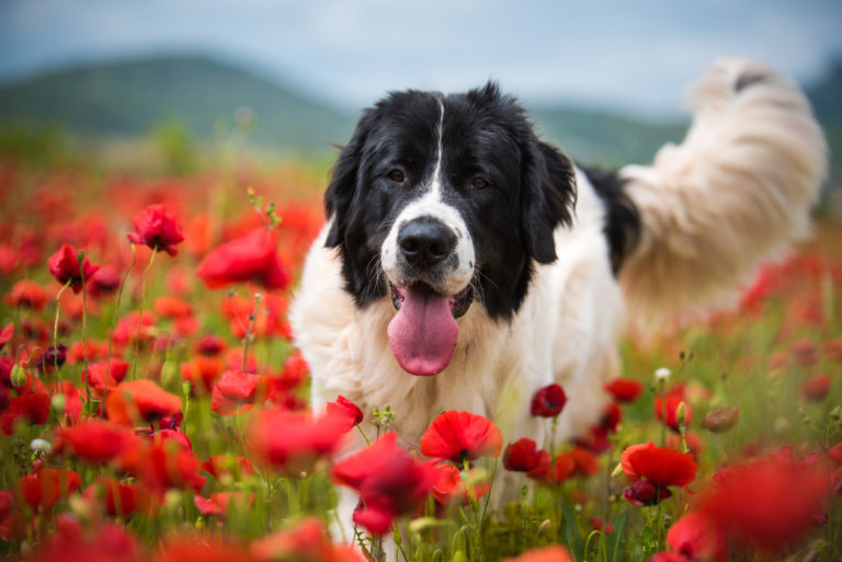 Landseer dans un champs de coquelicots