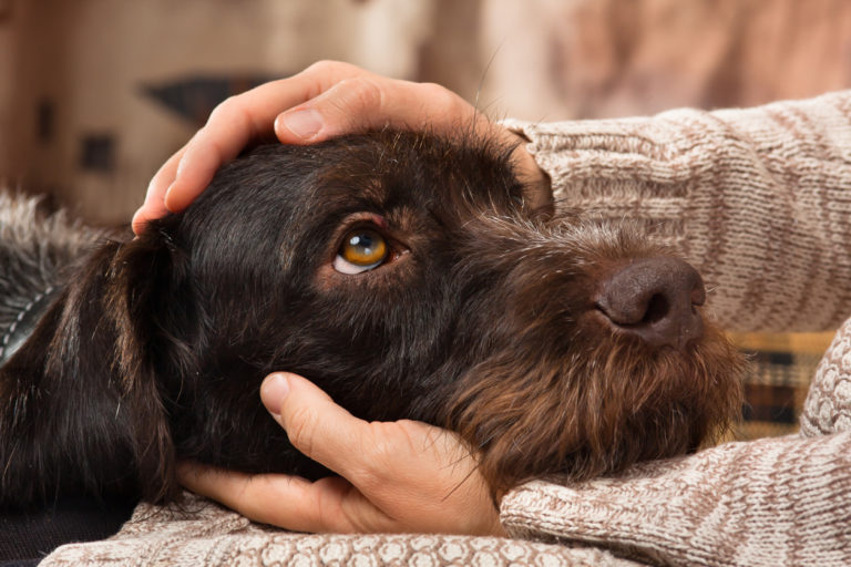 Petit chien avec la tête posée dans les mains de son maître