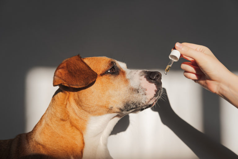 Chien prenant des goutes d'homéopathie
