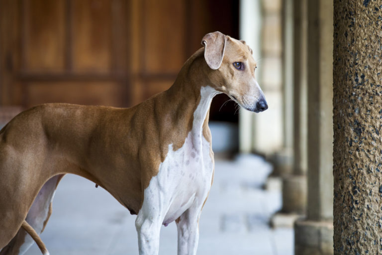 Azawakh marron de profil