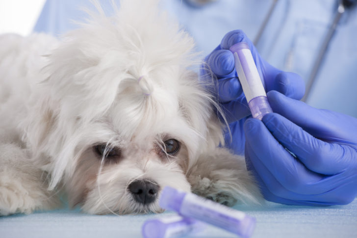 Calmer Les Ardeurs D'un Chien Male Homéopathie
