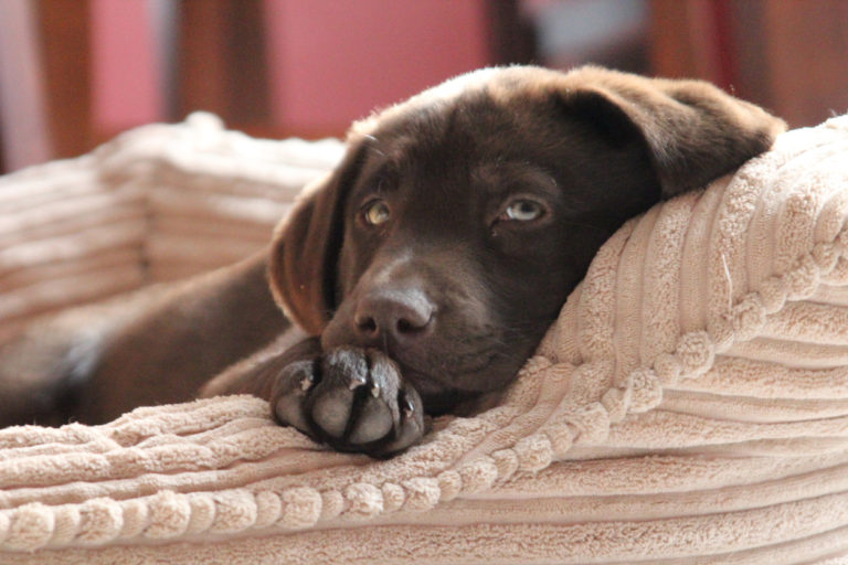 Petit chien marron se reposant dans son panier
