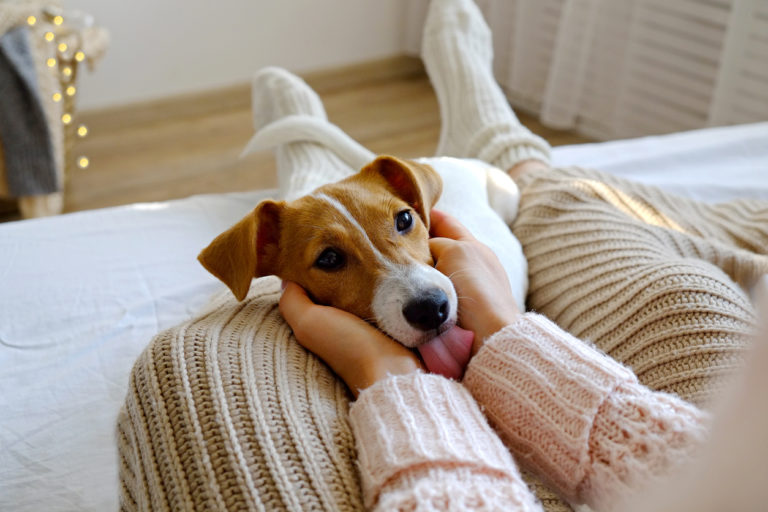 Petit chien couché sur les jambes de sa maîtresse lui lèchant les mains