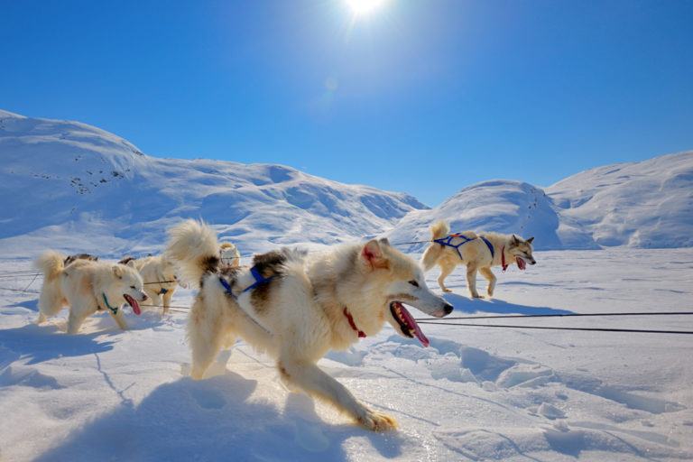 chiens du Groenland qui tirent un traineau dans la neige