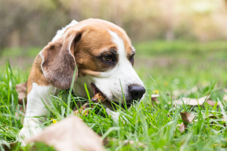 chien qui mange un morceau de bois