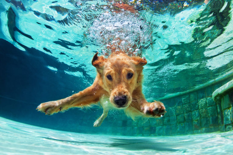 chien qui plonge sous l'eau