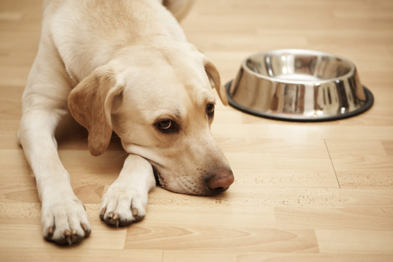 labrador triste à côté de sa gamelle