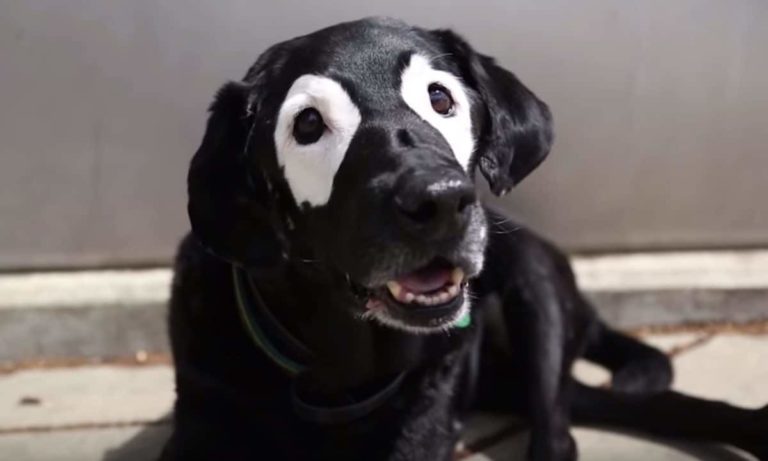 chien noir avec le contour des yeux blanc vitiligo