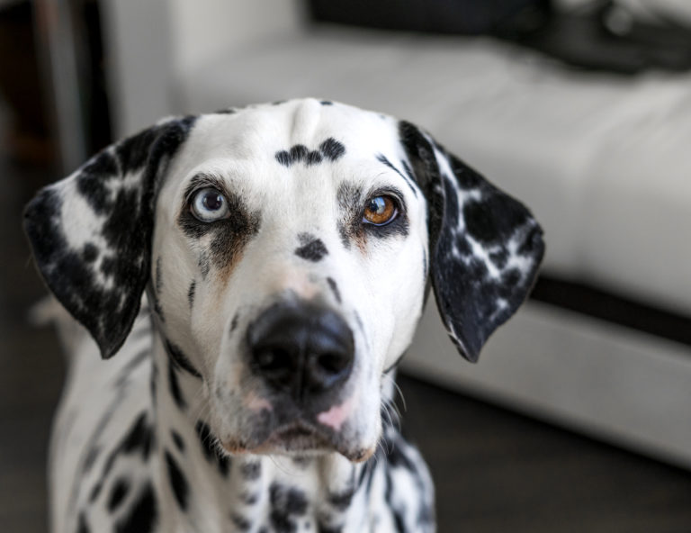 dalmatien yeux vairons