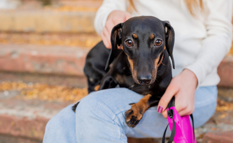 chien sur les genoux de sa maitresse