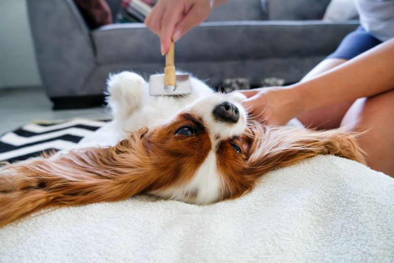 chien en train de se faire brosser le ventre
